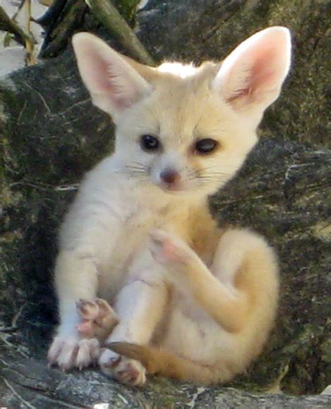 Fennec Fox - ZooBorns