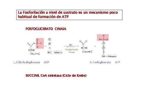 Sistema De Lanzaderas Cadena Respiratoria Fosforilacin Oxidativa Dra