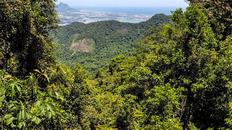 Bndes E Estado Do Rio De Janeiro Lan Am Novo Edital Do Floresta Viva De