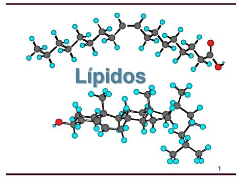 Lipidos Bioquimica