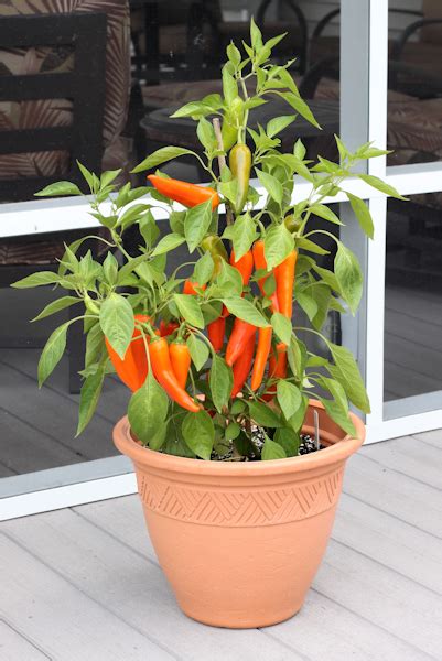 Growing Peppers in Containers | Happy Acres Blog