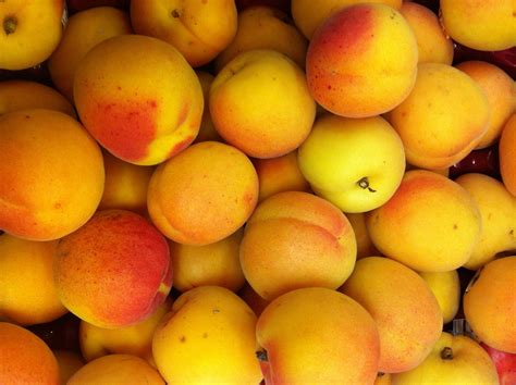 Fresh Apricots: A Forgotten Fruit - Weavers Orchard