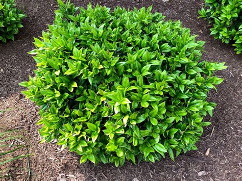 Buy Carissa Holly Shrubs Online Stadler Nurseries