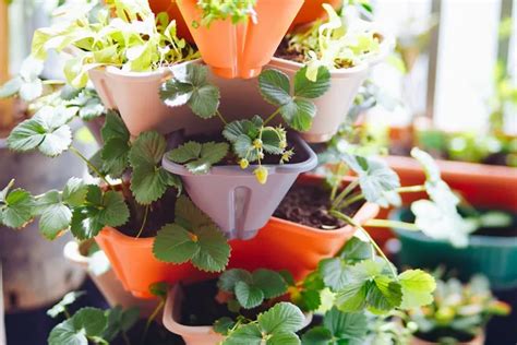 Comment Et Quand Planter Des Fraisiers En Pot On Vous Dit Tout Pour