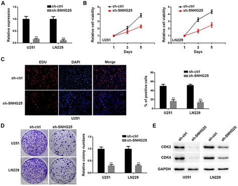 SNHG25 Promotes GBM Proliferation A Relative Expression Of SNHG25 In