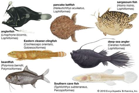 Sargassum fish | fish | Britannica