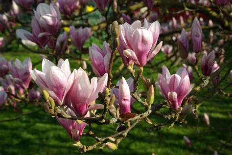 Tulpen Magnolie