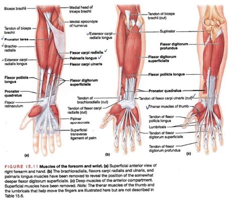 Muscles That Move The Wrist Hand Fingers Flashcards Quizlet