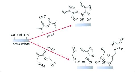 Proposed Reaction Schematic For Surface Methacrylation Of Nha With