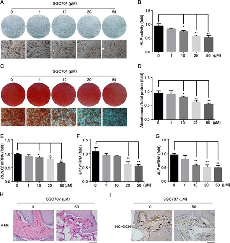 The Prmt Inhibitor Sgc Inhibits Osteogenic Differentiation Of Mscs