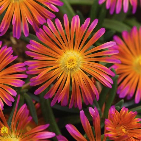 Delosperma X Ocean Sunset™ Orange Glow Ice Plant From Home Nursery