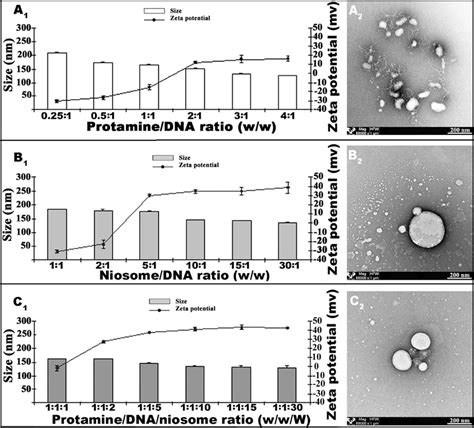 Vectors Characterization In Terms Of Particle Size Zeta Potential And