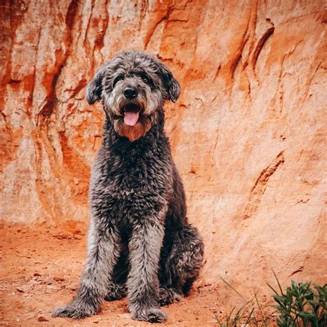 German Shepherd Poodle Shepadoodle Rocky Kanaka