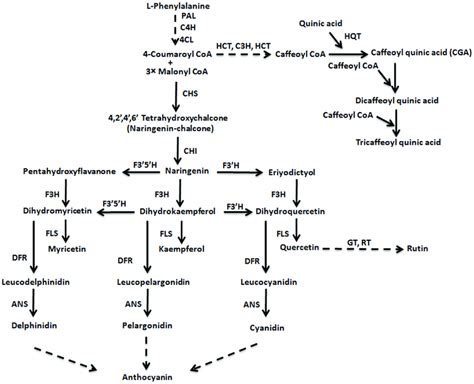 Schematic Representation Of General Phenylpropanoid Pathway With