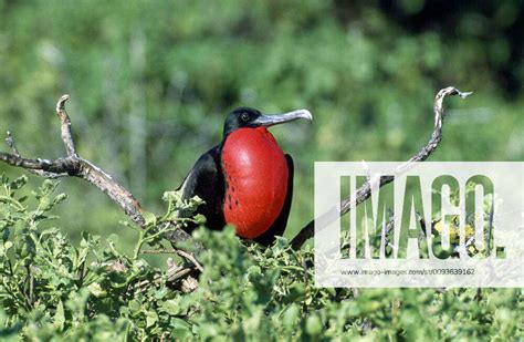 Magnificent Frigatebird Displaying Fregata Magnificens North