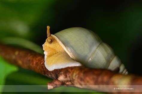 Singapore Green Tree Snail Singapore Geographic