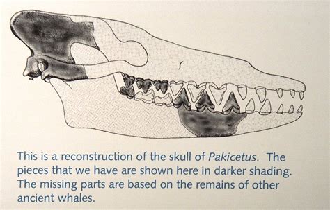 Pakicetus Skull