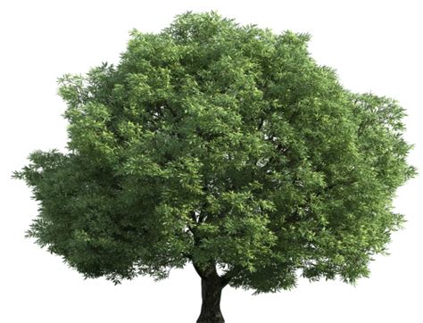 Realistic Green Tree PNG Clip Art - Best WEB Clipart