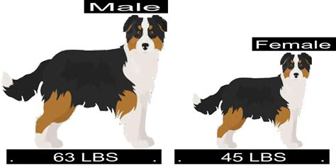 How Much Should Australian Shepherd Weigh Australian Shepherd Weight