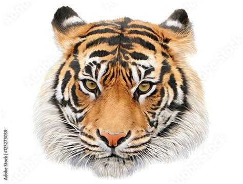 The Head Of A Tiger On A White Background