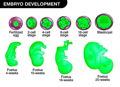 Human Embryo Development Timeline