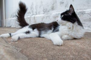 Can Cats Control Their Tails That Cuddly Cat