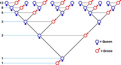 Drone Parent Numbers Fibonacci Sequence Golden Mean