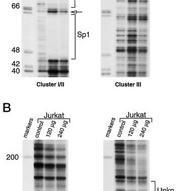 DNase I protection assay of the ecto-5-nucleotidase promoter fragments... | Download Scientific ...