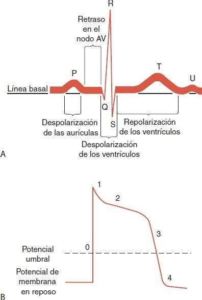 Despolarización Del Corazón