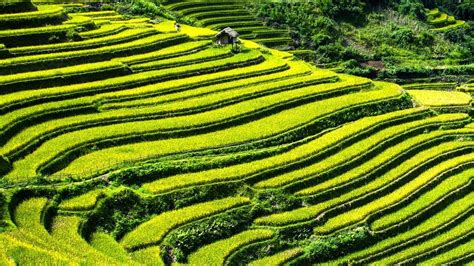 Terraced Farming Definition Purpose And Examples Utopia