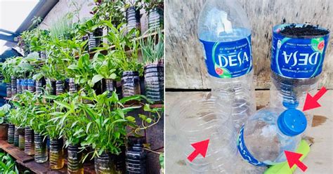 Guna Botol Plastik Kaedah Paling Senang Tanam Sayur Tak Perlu Siram