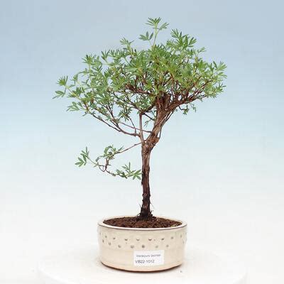 E Bonsai Outdoor Bonsai Fingerkraut Potentilla Fruticosa Goldfinger