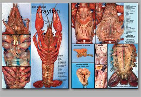 Concise Dissection Chart Crayfish Biologyproducts Com - Riset