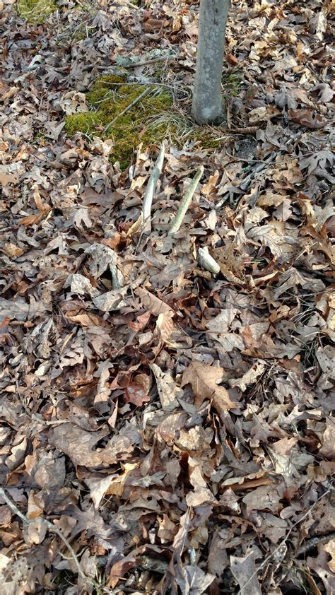 Top 12 Shed Hunting Tips - How to Find Deer Antlers Like a Pro