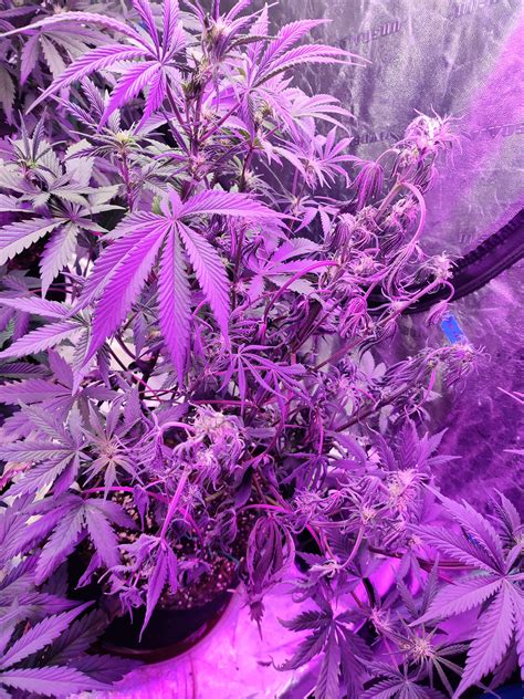 What is Fusarium and How Does It Affect Cannabis Plants - GrowDiaries