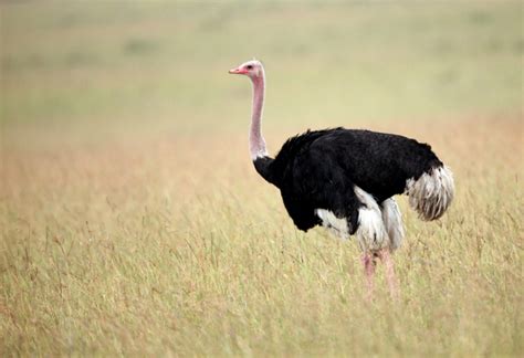 Common Ostrich Birds Wiki Fandom