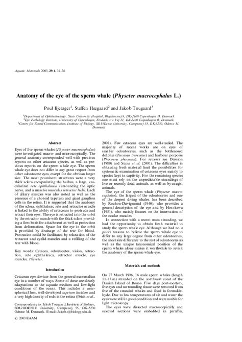 (PDF) Anatomy of the eye of the sperm whale (Physeter macrocephalus L ...