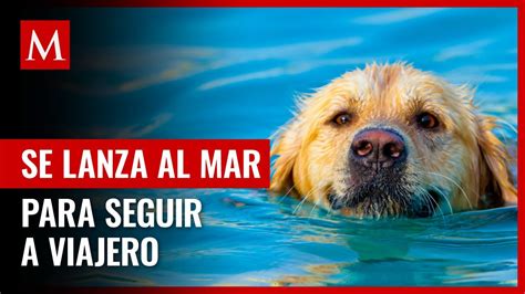 Perrita se lanza al mar para seguir a viajero que conoció durante 4