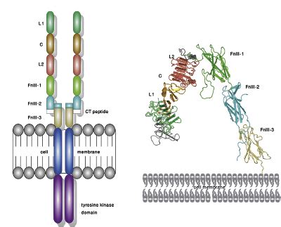 Insulin Receptor Structure