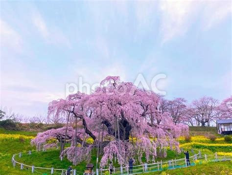 三春の滝桜 No 29903380｜写真素材なら「写真ac」無料（フリー）ダウンロードok