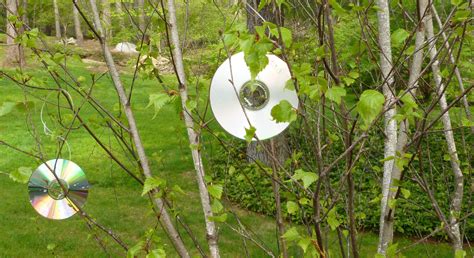A Chemical-Free Way To Keep Deer Away | Sabine's New House