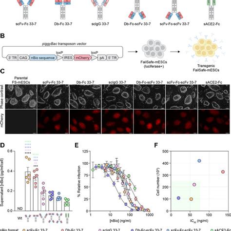 Development And In Vitro Characterization Of Transgenic HiPSCs A The