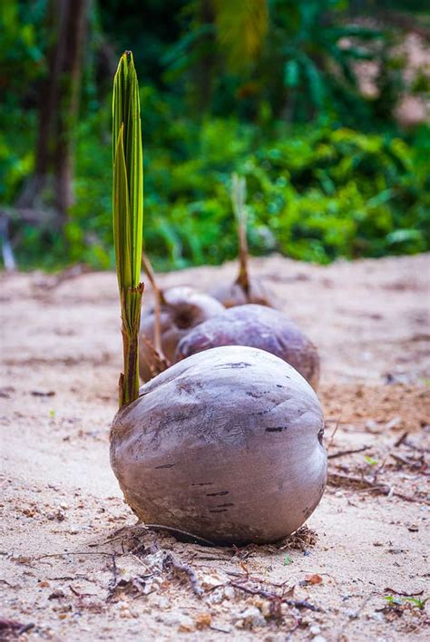 Growing Coconut Trees How To Plant And Raise The Tropical Icon