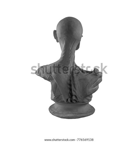 Plaster Statue Naked Man Anatomically Shaped Stock Photo Shutterstock
