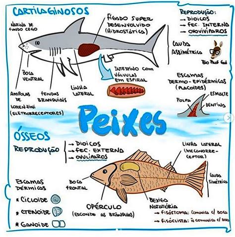 Mapa Mental Sobre Peixes Sobre Peixes Mapa Mental Biologia Porn Sex