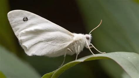 10+ Spiritual Meanings of a White a Moth