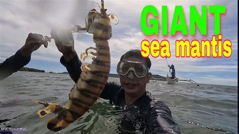 Vlog 387 Giant Sea Mantis Shrimp Catch And Cook Part 1 Youtube