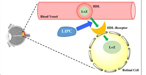 The Role Of LIPC In HDL Mediated L Z Uptake Into Retinal Cells In The