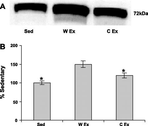 Exercise Induced HSP 72 Elevation And Cardioprotection Against Infarct