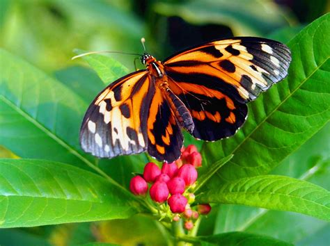 Common Tiger Glassywing Butterfly Photograph By Amy Mcdaniel Fine Art America